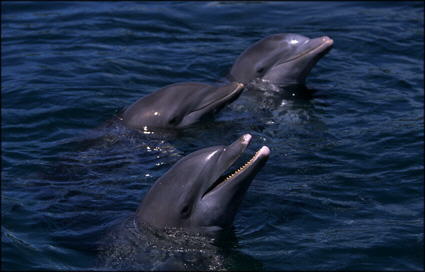 Dolphin pic